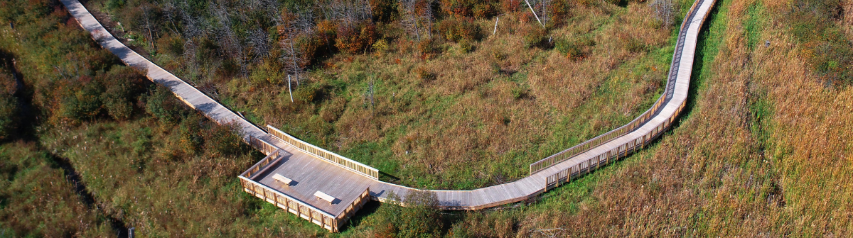 people paddling on water next to a green forest