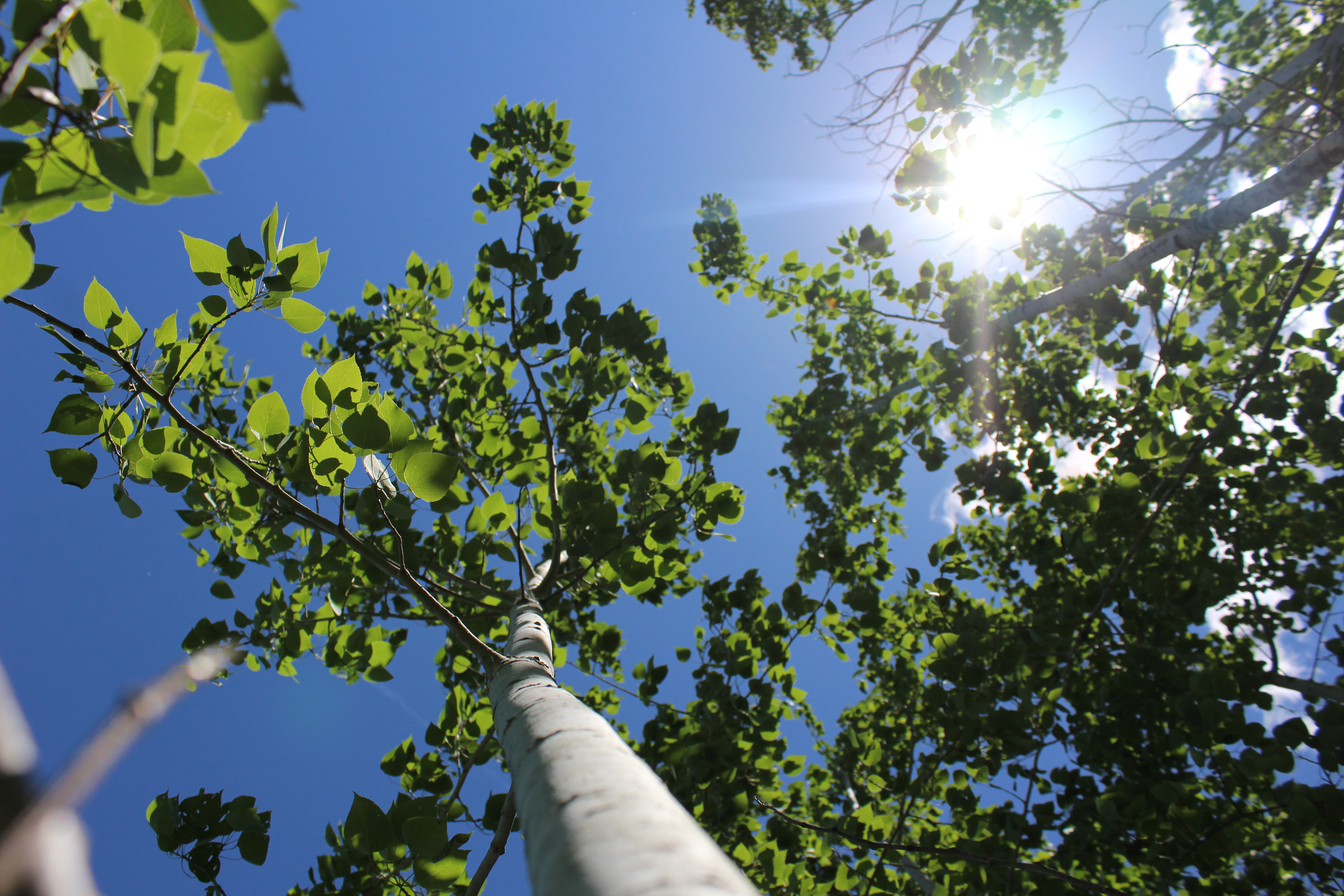 trees at Mill Run