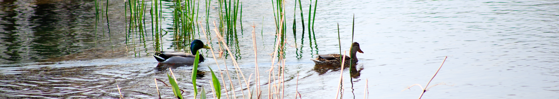 ducks banner