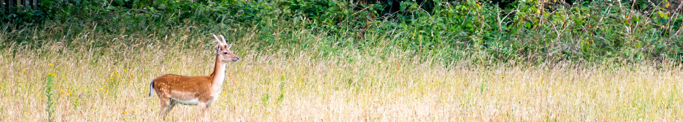 deer banner